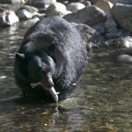 Feeding Wildlife Birds and Bears