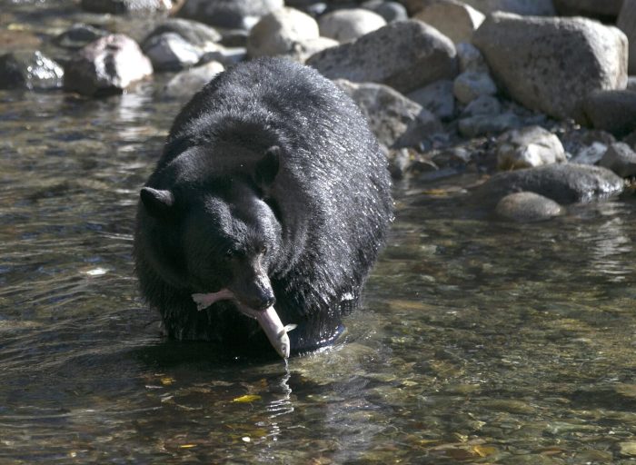Black Bear Stalked California Woman For Months Before It Mauled Her To Death