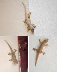 When a Lizard Visits Your House, Here’s What Many People Believe the Universe Is Trying to Tell You